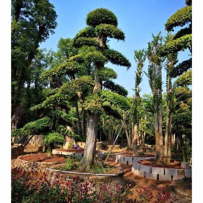 榆樹樁景 工業應用中的多樣化盆景藝術